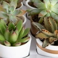 thumbnail image 4 of Costa Farms 3" Tall Assorted Succulents, Bright Direct Sunlight, Indoor Live House Plants, 48-Pk, 4 of 8
