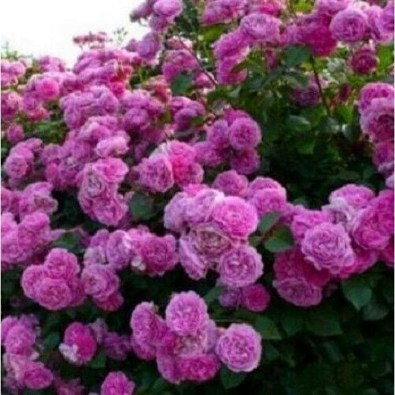 10 Climbing Purple Rose Seeds Flower Bush Perennial Shrub Flowers Seed 1299