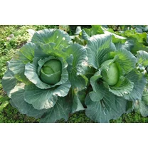 500 Copenhagen Market Early Cabbage Seeds - Heirloom Non-GMO Cabbage Seeds