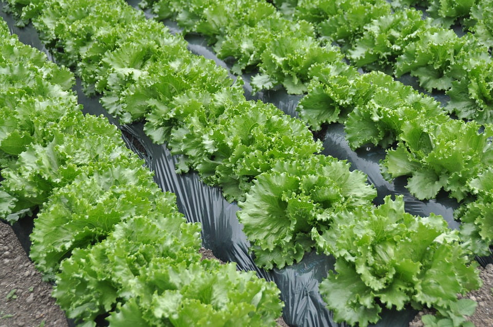 Framed Art for Your Wall Lettuce Field Lettuce 10x13 Frame Walmart