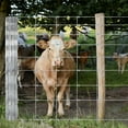 thumbnail image 2 of Memoryfield 5ft x 164ft Galvanized Livestock Fence, Wire Cattle Farm Fence for Cattle, Goat Yard, 2 of 8