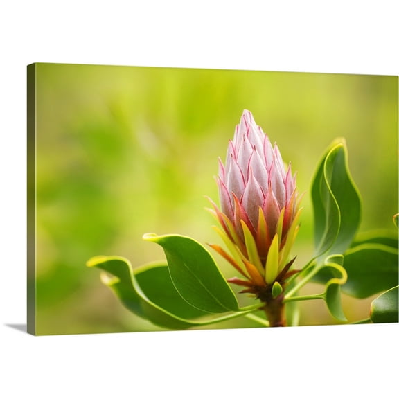 Great BIG Canvas | "Hawaii, Maui, Close-Up Of King Protea Bud" Canvas Wall Art - 36x24