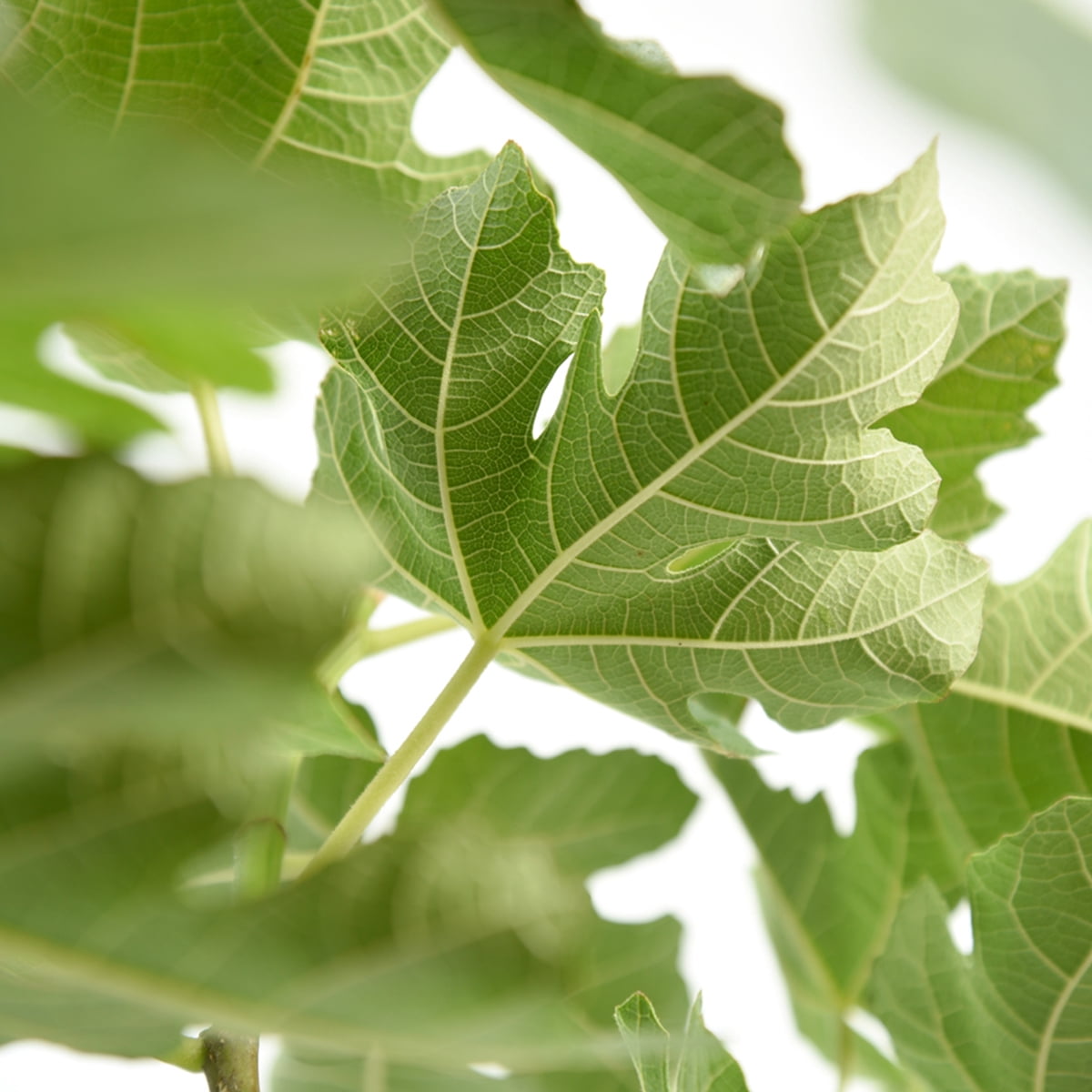1 Gal. Chicago Hardy Fig Tree - Fruiting Cold Hardy Variety - Self Pollinating
