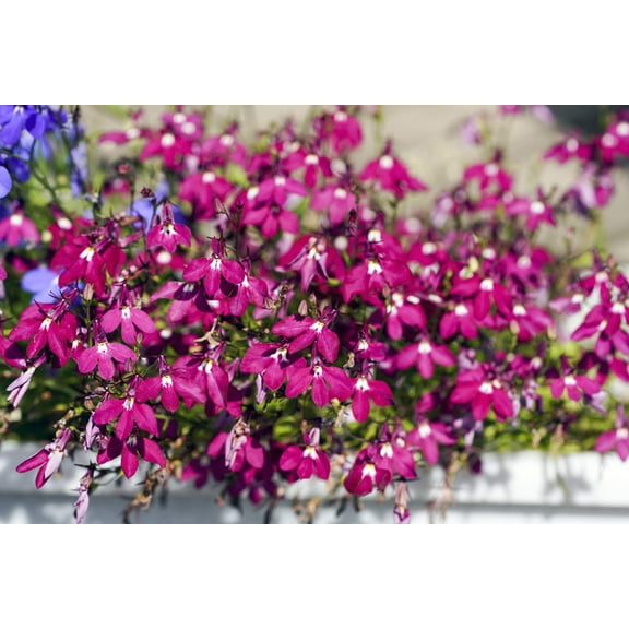 200 Red CRIMSON FOUNTAIN LOBELIA Erinus Trailing Flower Seeds