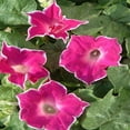 Outsidepride 50 Seeds Annual OIF8 Ipomoea Nil Morning Glory Red Picotee