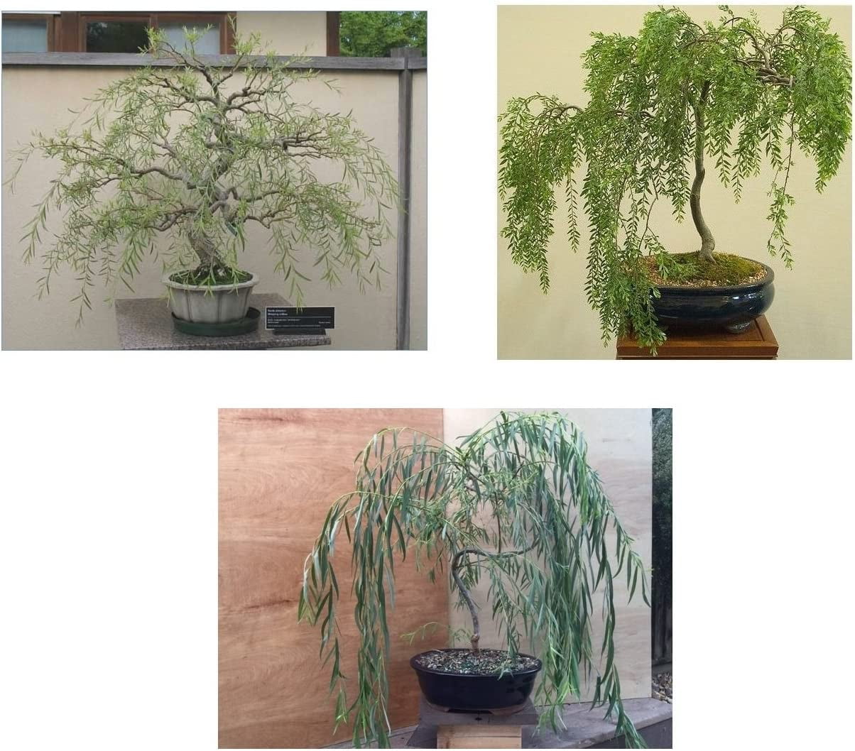 Bonsai Willow Tree Bundle 3 Large Trunk Bonsai Tree Cuts Get one