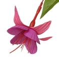 thumbnail image 4 of 15" Fuchsia and Ivy Hanging Basket, 4 of 5