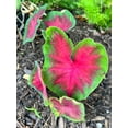 thumbnail image 4 of Frieda Hemple Caladium (2 Bulbs) | Stunning Red with Scarlet Veins, 4 of 9