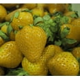 thumbnail image 3 of Yellow Wonder™ Alpine Strawberry - 25 Plants - 2.5" Pots- Fragaria - Everbearing, 3 of 3