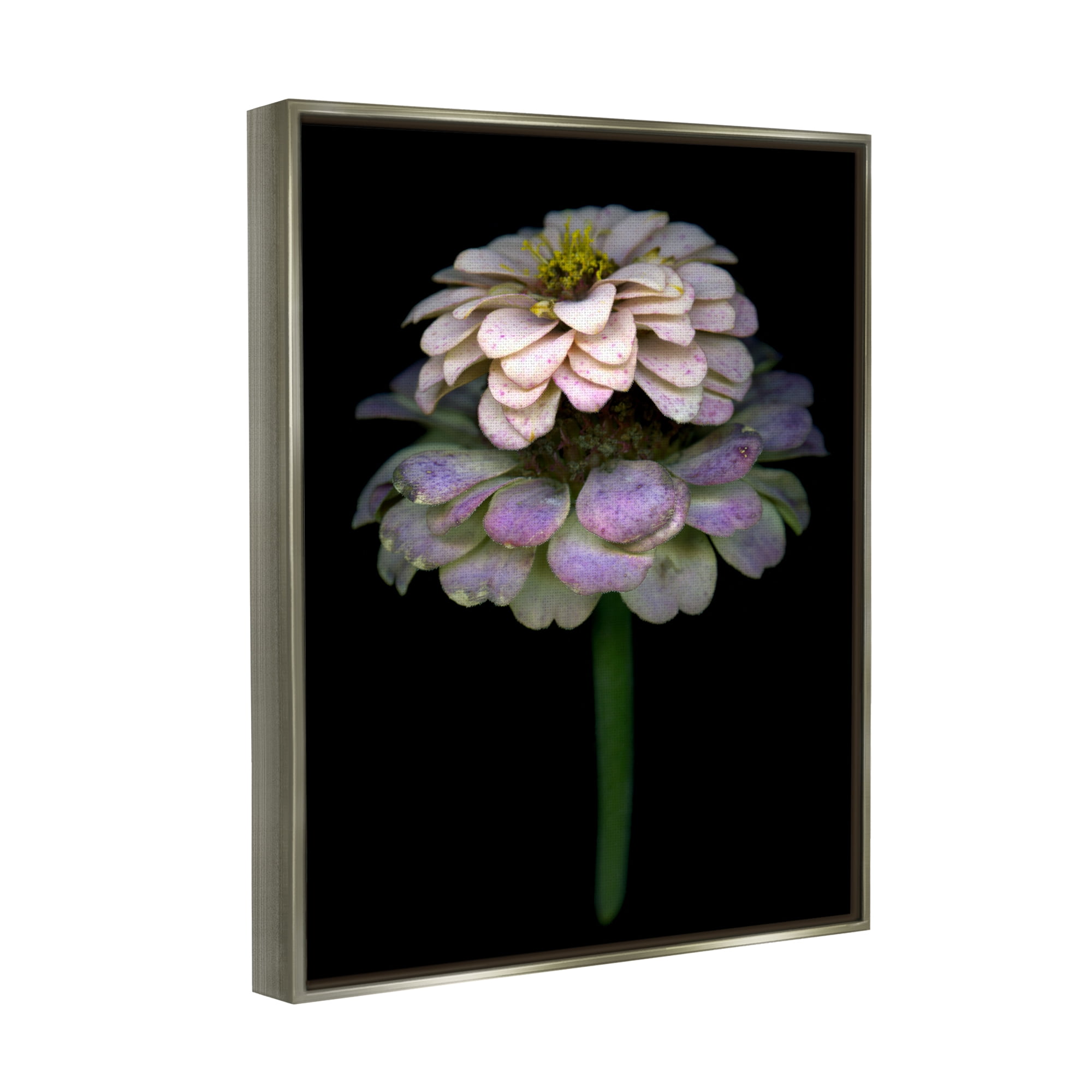 Stupell Industries Dahlia Bud Photography Botanical & Floral Photography Gray Floater Framed Art Print Wall Art, 25 x 31