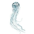 thumbnail image 2 of Popp, Grace 9x14 White Modern Wood Framed Museum Art Print Titled - Deep Sea Jelly II, 2 of 4