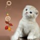 thumbnail image 4 of Juguete Del Teaser Juguetes Divertidos Que Cuelgan de Fruta Yinane Juguetes de gatito teaser, 4 of 8