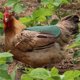 thumbnail image 3 of Ganfancp 2023 Silla de Aves para Gallinas Delantal de Pollo con Correa Elástica Chaqueta de Pollo con Correa Protector de Aves Fijador de Plumas de Gallina Elegante Disfraz para Espectáculos Ajuste L, 3 of 5