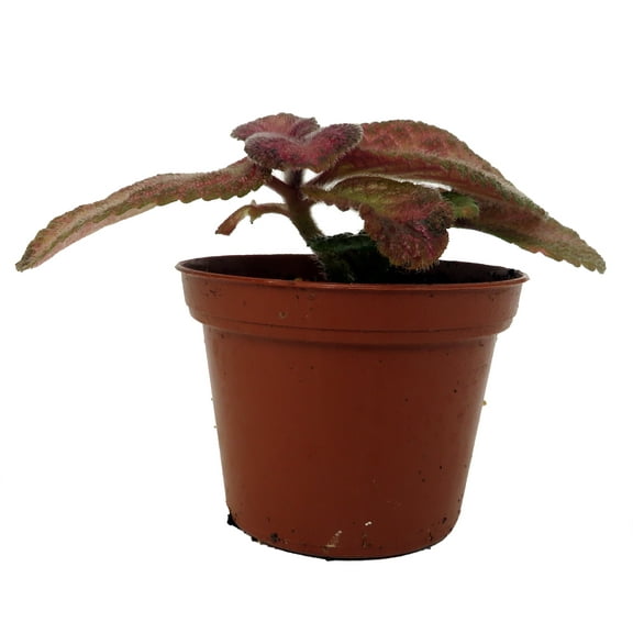 Silver Pinky Episcia - Flame Violet - Great House Plant - 2.5" Pot