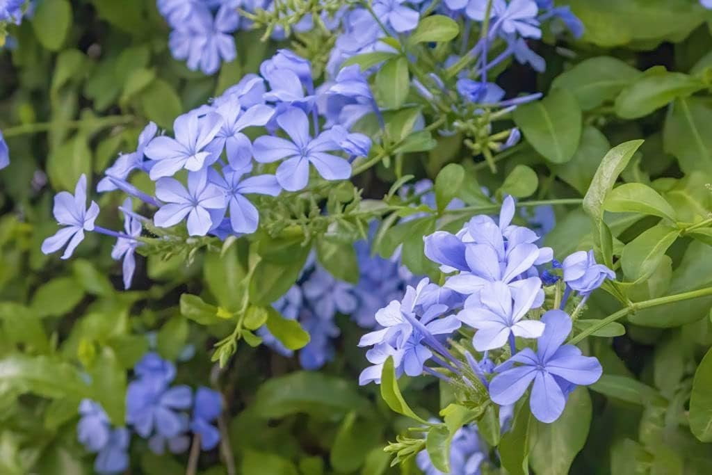 Plumbago Imperial Blue Plants  3 Live Seedlings  Plumbago Auriculata  Perfect for Bright Garden Displays  Hardy & Low Maintenance