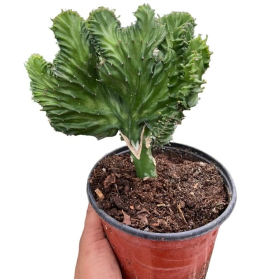Succulent Euphorbia Lactea Mermaid Tail, 6" Pot, Indoor Houseplant, Easy Care, Live Plant for Indoor & Outdoor