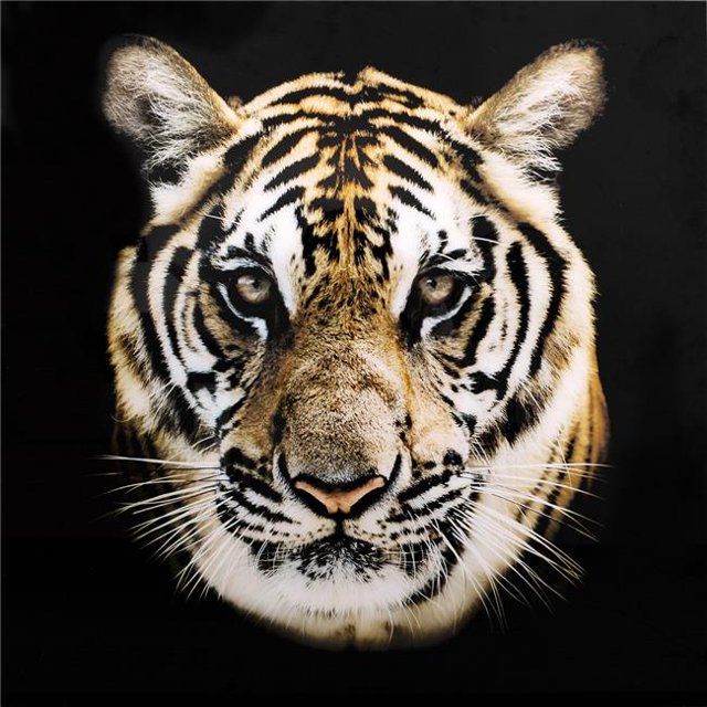Moes FX-1196-37 Bengal Décor Mural&44; Multi