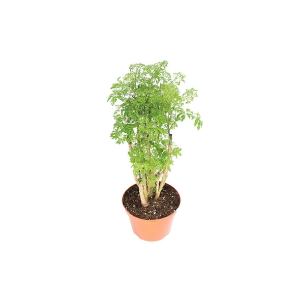 California Tropicals 8 in Ming Aralia Bonsai Tree Live Plant