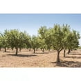 3 Ft. AllInOne Almond Bare Root Tree Self Pollinating Heavy Producing