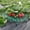 red, variant on Strawberry Supports-Strawberry Growing Rack with 4 Legs-Strawberry Stand Holder Bracket for Strawberry Growing Protection Keeping Berries Clean