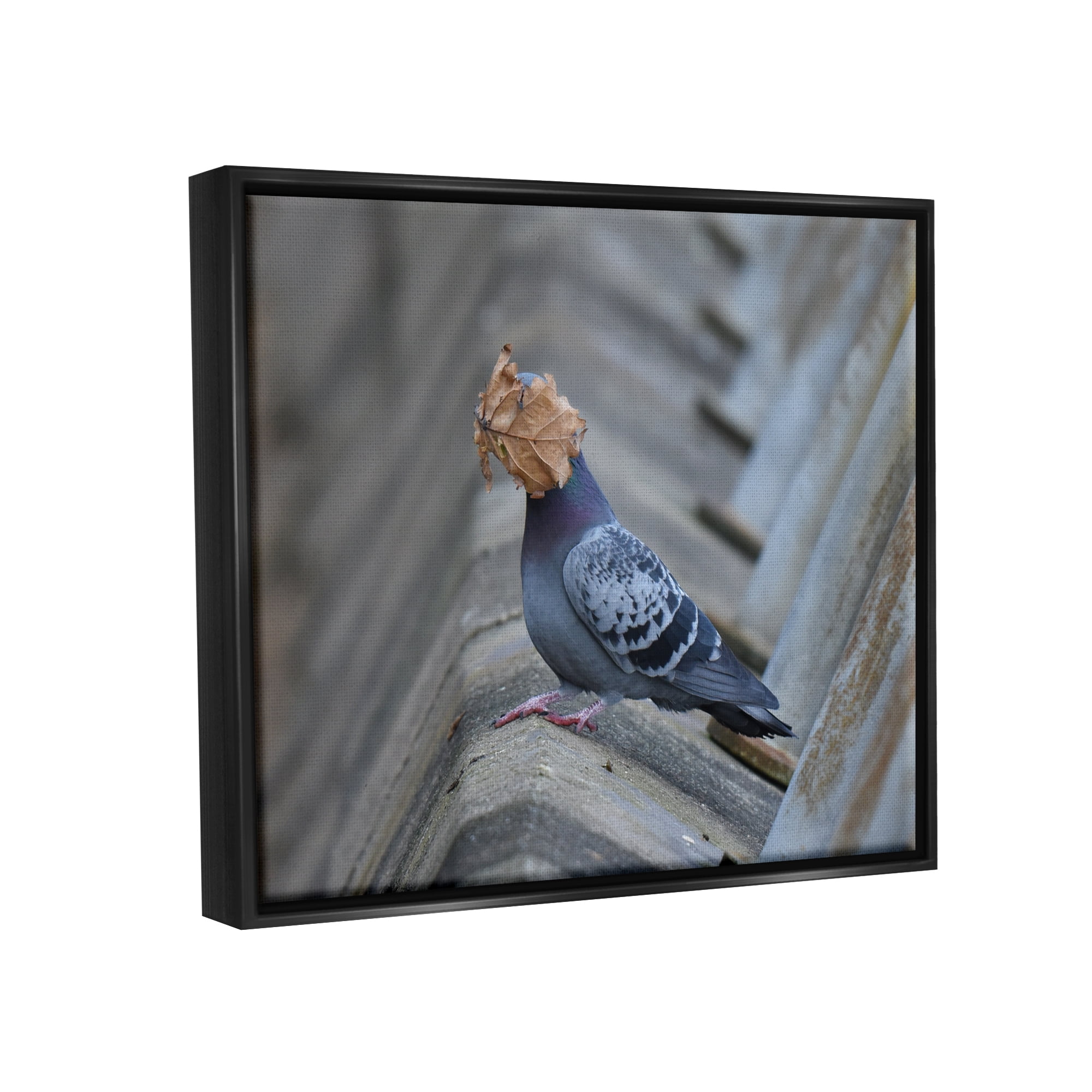 Stupell Industries Funny Leaf in Pigeon's Face Animals & Insects Photography Black Floater Framed Canvas Art Print Wall Art, 31 x 25