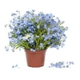 thumbnail image 5 of Earthcare Seeds - Forget Me Not Woodland 700 Seeds (Myosotis sylvatica) Heirloom - Open Pollinated, 5 of 5
