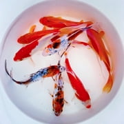 Goldfish Pond Pack #3 (Includes Shubunkins & Comets) by Toledo Goldfish