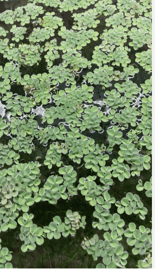 Floating Wonders Plant Pack – Live Freshwater Floating Aquarium Plants
