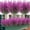 Hot Pink, variant on Artificial Lavender Flowers, 1 Bundle Outdoor Uv Resistant Fake Flowers No Fade Faux Plastic Plants Garden Porch Window Box Decorating(Green)