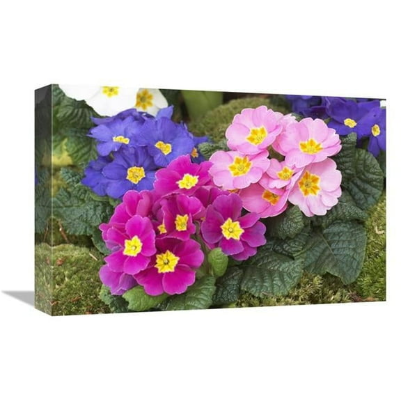 Global Gallery Primrose Flowers Art Print - Visionspictures