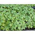 thumbnail image 1 of 1000 Italian LARGE LEAF BASIL Ocimum Basilicum Herb Flower Seeds, 1 of 1