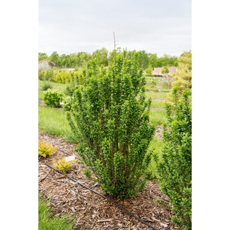 First Editions 2g Privet Straight Talk