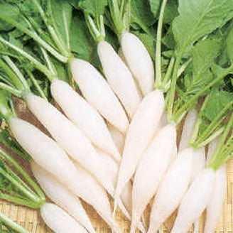 Daikon Radish - 1 LB ~42,800 Seeds - Non-GMO, Heirloom, Open