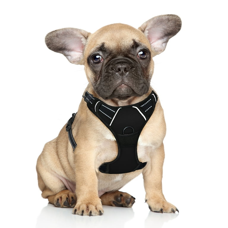 French Bulldog Harness & Leash