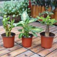 thumbnail image 3 of TopOne Plastic Multi-size Flower Pot Plant Pots Succulent Planter Pot For Outdoor Indoor Plants, 3 of 9