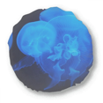 thumbnail image 1 of Ocean Jellyfish Science Nature Picture Round Throw Pillow Home Decoration Cushion, 1 of 3