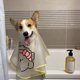 thumbnail image 4 of Capa ajustable para perros para todos los cachorros que facilita el aseo Capa resistente al agua, 4 of 8