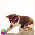 thumbnail image 5 of Pelota LED para perros, pelota de juguete para perros, pelota de rebote interactiva, pelota con luz intermitente, pelota elástica para perros, juguete con purpurina para perros (paquete de 2 pelotas puntiagudas), 5 of 5