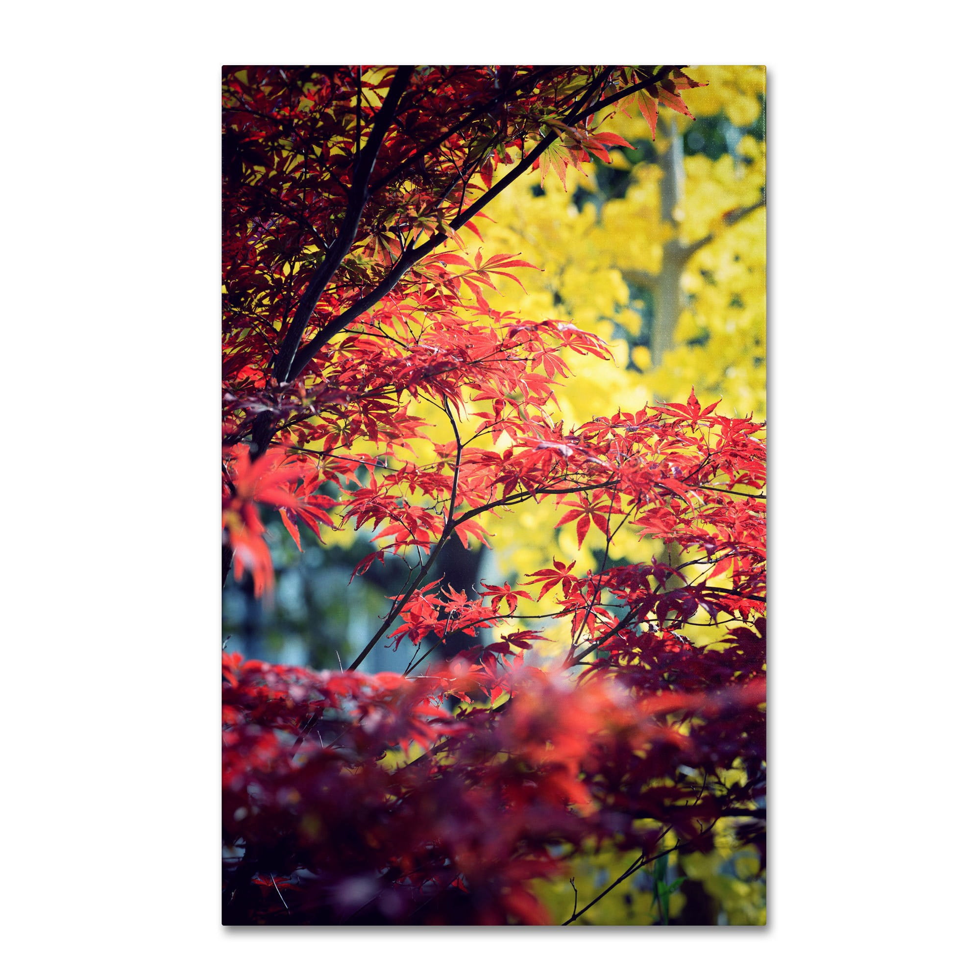 Trademark Fine Art "Red vs Yellow" Canvas Art by Philippe Sainte-Laudy