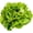 Butter Crunch Lettuce, variant on Vegetable Garden Seeds for Planting - Grow Heirloom Vegetables (Rainbow Carrots)
