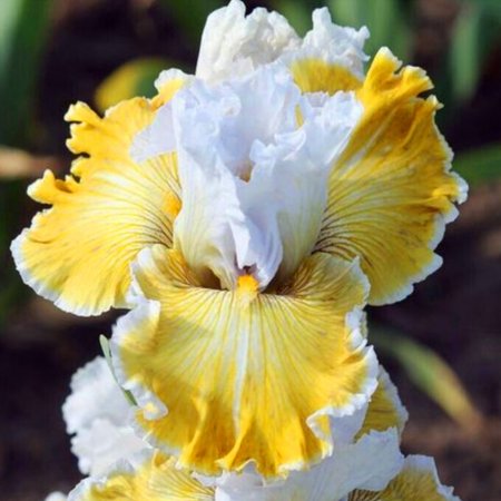 Perennial Iris -Bulbs-Bulk - Garden Elegance Decoration - Premium Garden Stakes Perfect for Borders