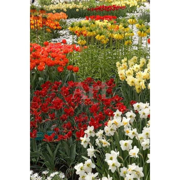 Ogres Full of Colorful Flowers, Tulips and Hyacinths Vertical, Unframed Photographic Print Wall Art by protechpr Sold by ArtCom