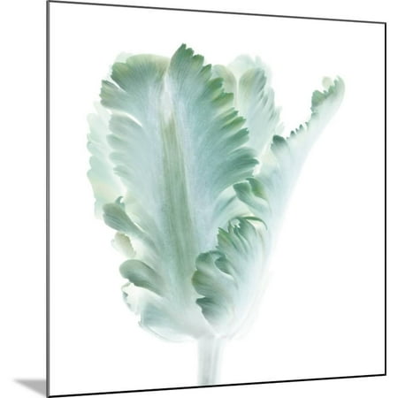 - Light 3: parrot Tulip Wood Mounted Print Wall Art By Doris Mitsch