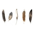 thumbnail image 2 of Popp, Grace 18x11 White Modern Wood Framed Museum Art Print Titled - Red Rock Feathers II, 2 of 4