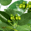 Camphor