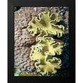 thumbnail image 2 of Mansfield, Kathy 12x14 Black Modern Framed Museum Art Print Titled - Barrier Reef Coral IV, 2 of 5