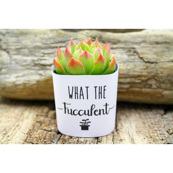 Plants Of Joy You Grow Girl Print Succulent Wraps for Weddings, Baby Shower, and Party Favors. 25 Count Pack.