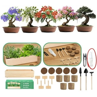 Nature's Blossom Bonsai Tree Grow Kit - 4 Bonsai Trees to Grow From Seed -  Walmart.com