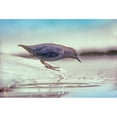 thumbnail image 3 of Fitzharris, Tim 14x11 Black Modern Framed Museum Art Print Titled - American Dipper Standing on Ice, 3 of 5
