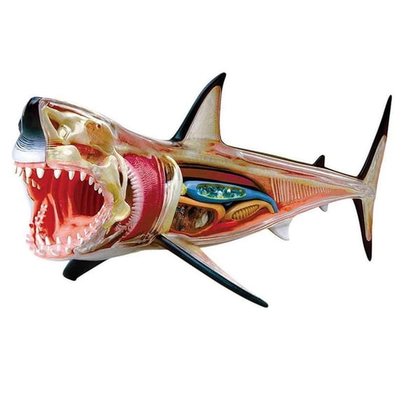 -Anatomy Model - Animal Anatomyical Model - 20 Detachable Organs and Body Parts Biology Medical Teaching Model